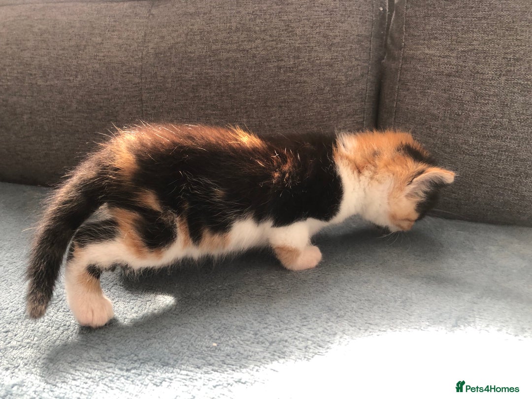Mixed Breed cats for sale: 5 kittens for sale - Advert 34