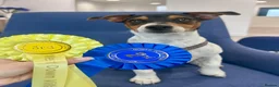 Jack Russell dogs for stud: STUD  - Advert 3