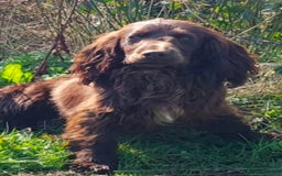 Cocker Spaniel dogs for sale: KC registered working cocker spaniels ready 23/11 - Image 18