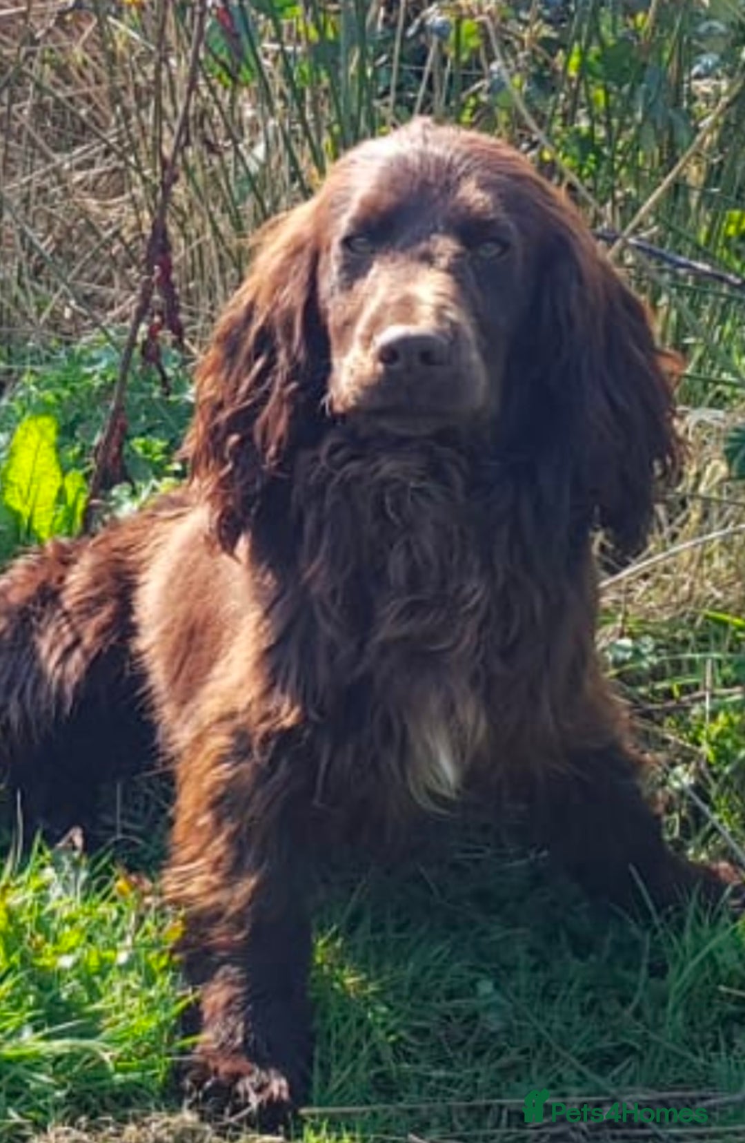Cocker Spaniel dogs for sale: KC registered working cocker spaniels ready 23/11 - Image 18