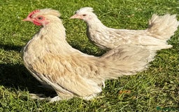 Chickens poultry for sale: Beautiful pair of Sablepoot Burmese chickens  - Image 2