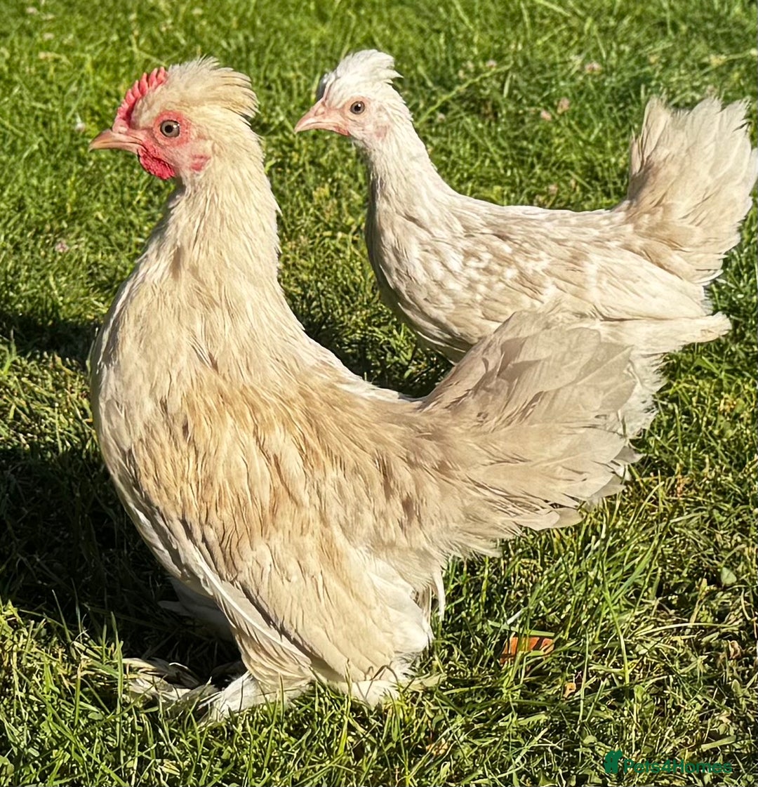 Chickens poultry for sale: Beautiful pair of Sablepoot Burmese chickens  - Image 2