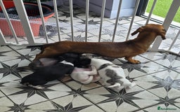 Dachshund dogs for sale: KC Registered Shorthaired dachshunds  - Image 29