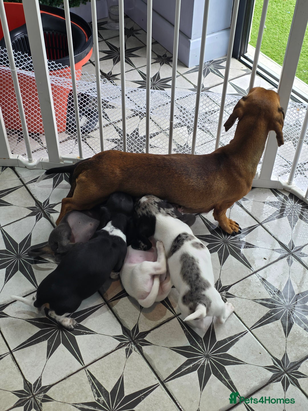 Dachshund dogs for sale: KC Registered Shorthaired dachshunds  - Image 29