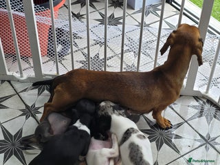 Dachshund dogs - Advert 13