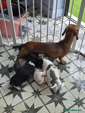 Dachshund dogs - Advert 7