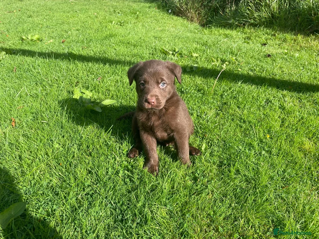 Borador dogs for sale: Lab x collie puppies  in Millom - Advert 2