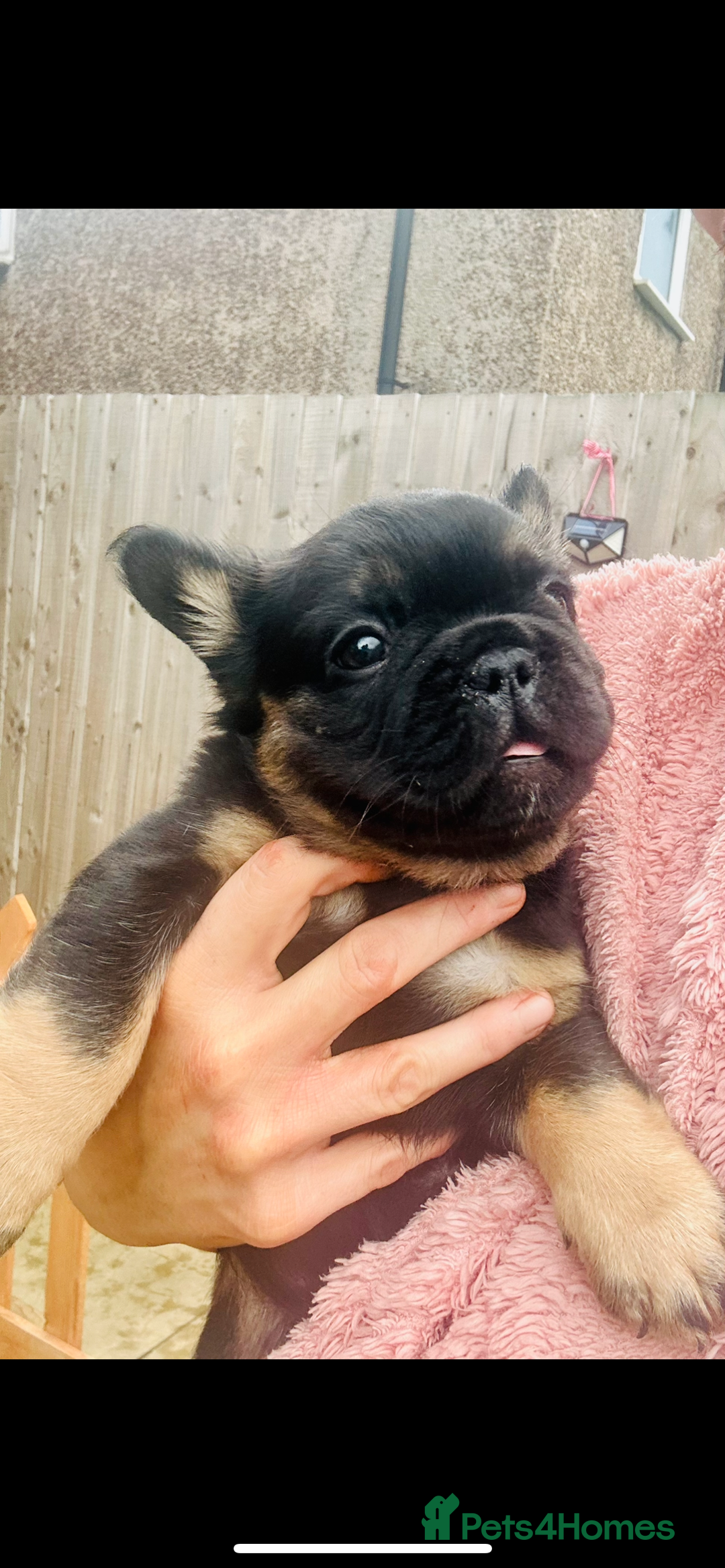 French Bulldog dogs for sale: Full Fluffy KC French bulldog Pupps 2 boys 1 girl  - Image 18