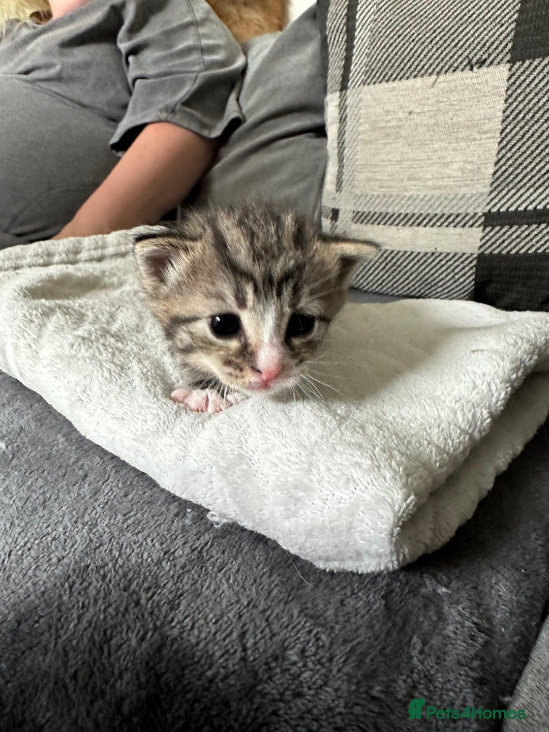 Mixed Breed cats for sale: Beautiful kittens  - Image 23