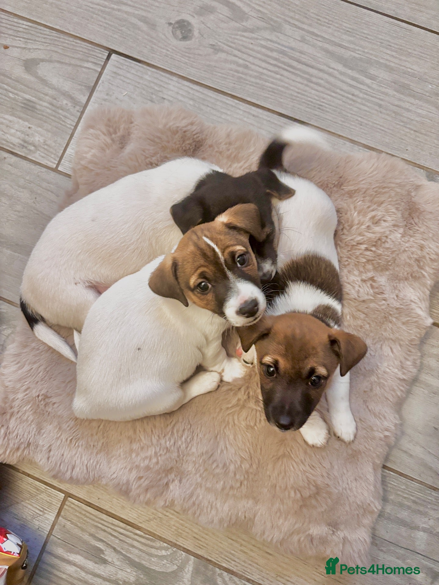 Jack Russell dogs for sale: Beautiful Pure bred Jack Russells - Advert 1