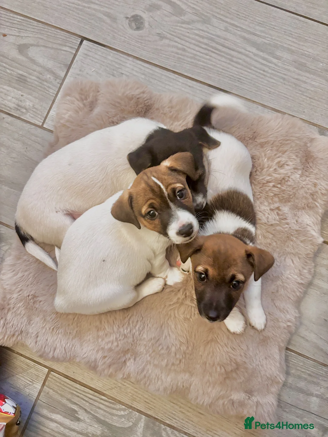 Jack Russell dogs for sale: Beautiful Pure bred Jack Russells - Advert 1