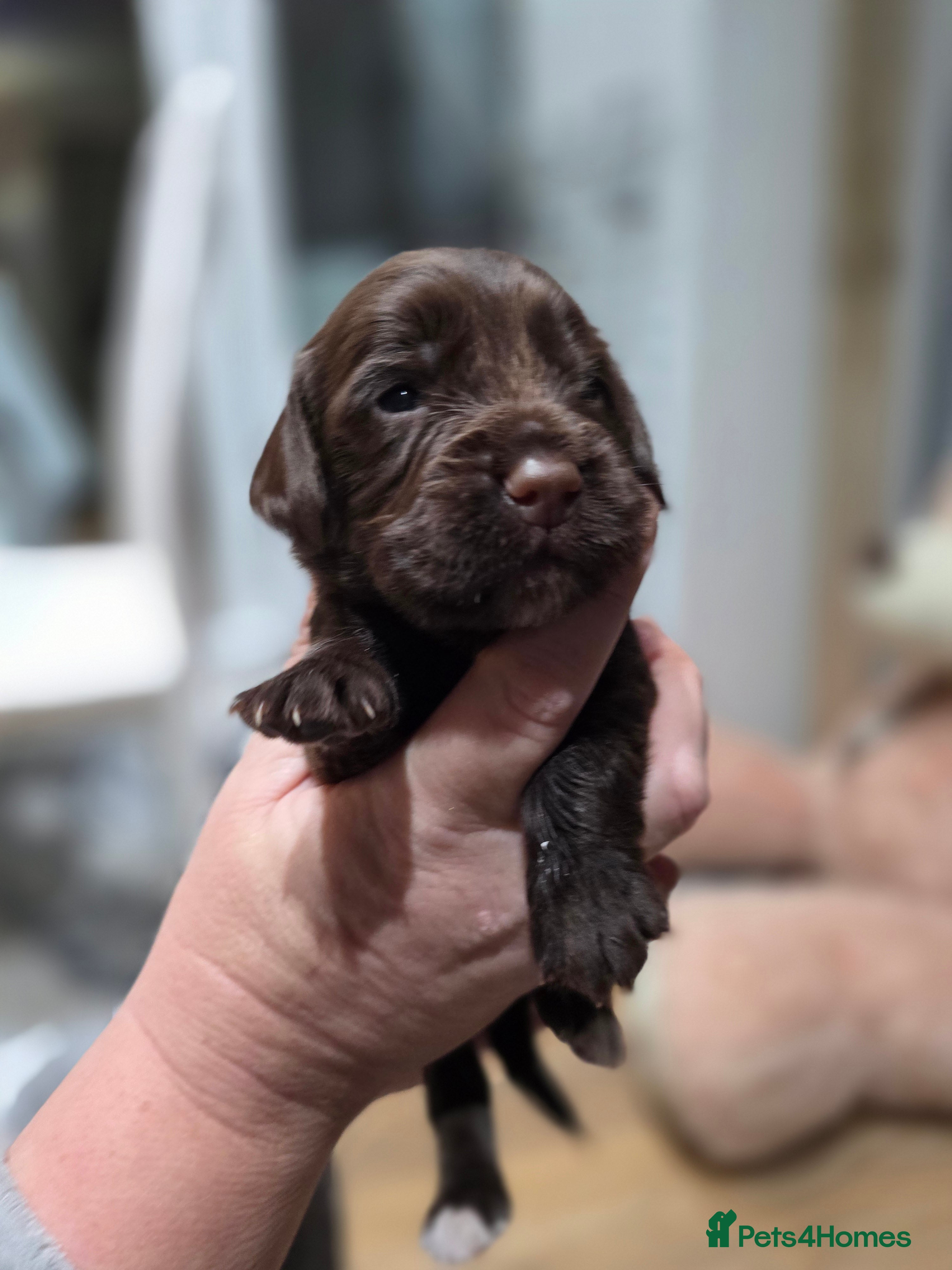 Cocker Spaniel dogs Beautiful cocker spaniel puppies - Advert 6