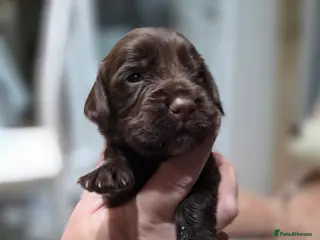 Cocker Spaniel dogs Beautiful cocker spaniel puppies - Advert 6