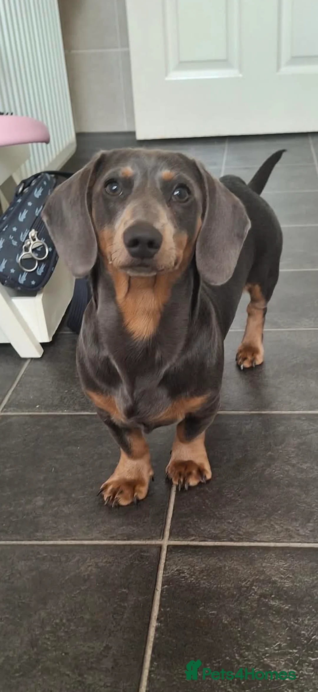 Miniature Dachshund dogs for stud: Beautiful boy for stud - Advert 3