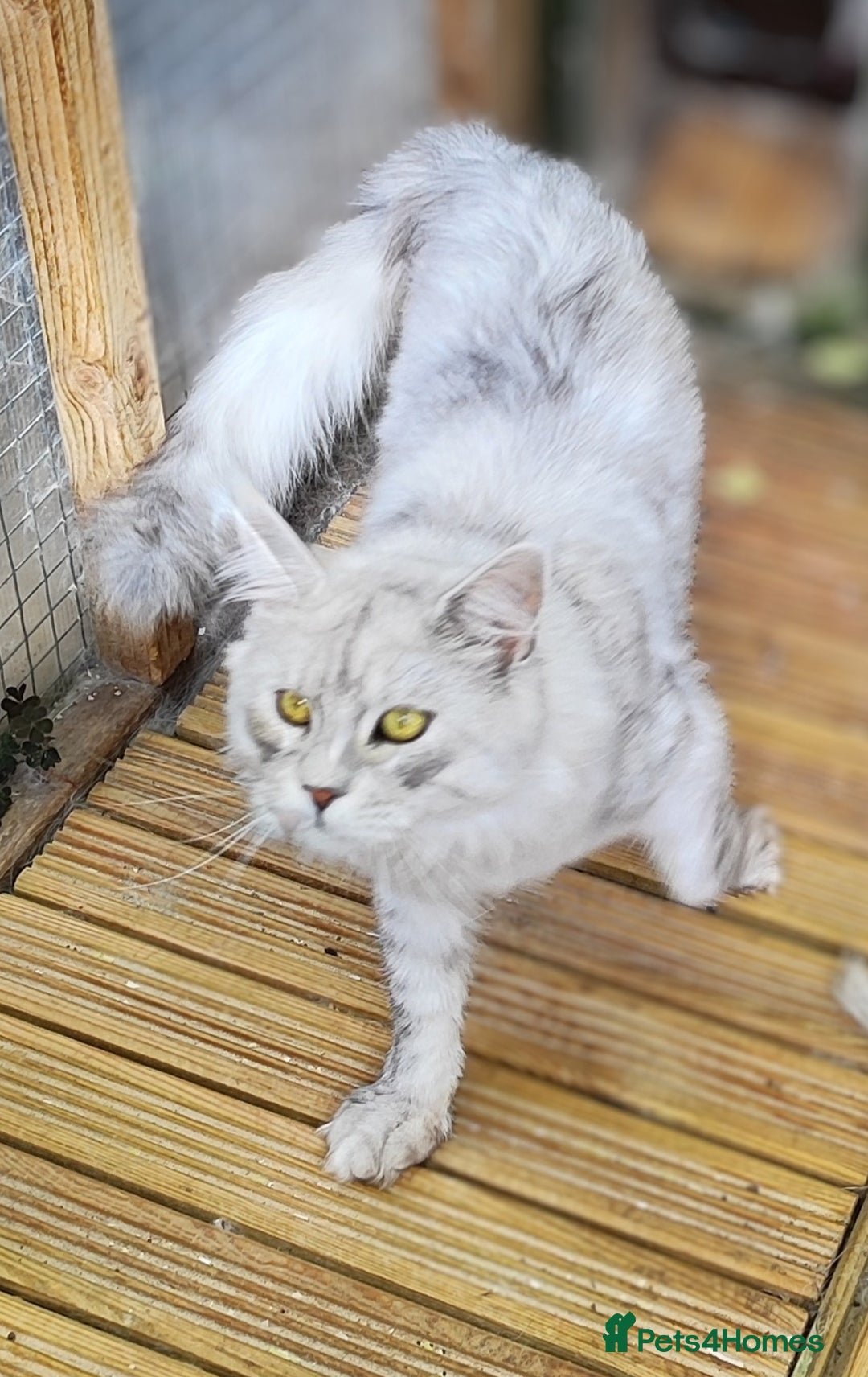 Maine Coon cats for sale: Beautiful NEUTERED boy  - Image 9