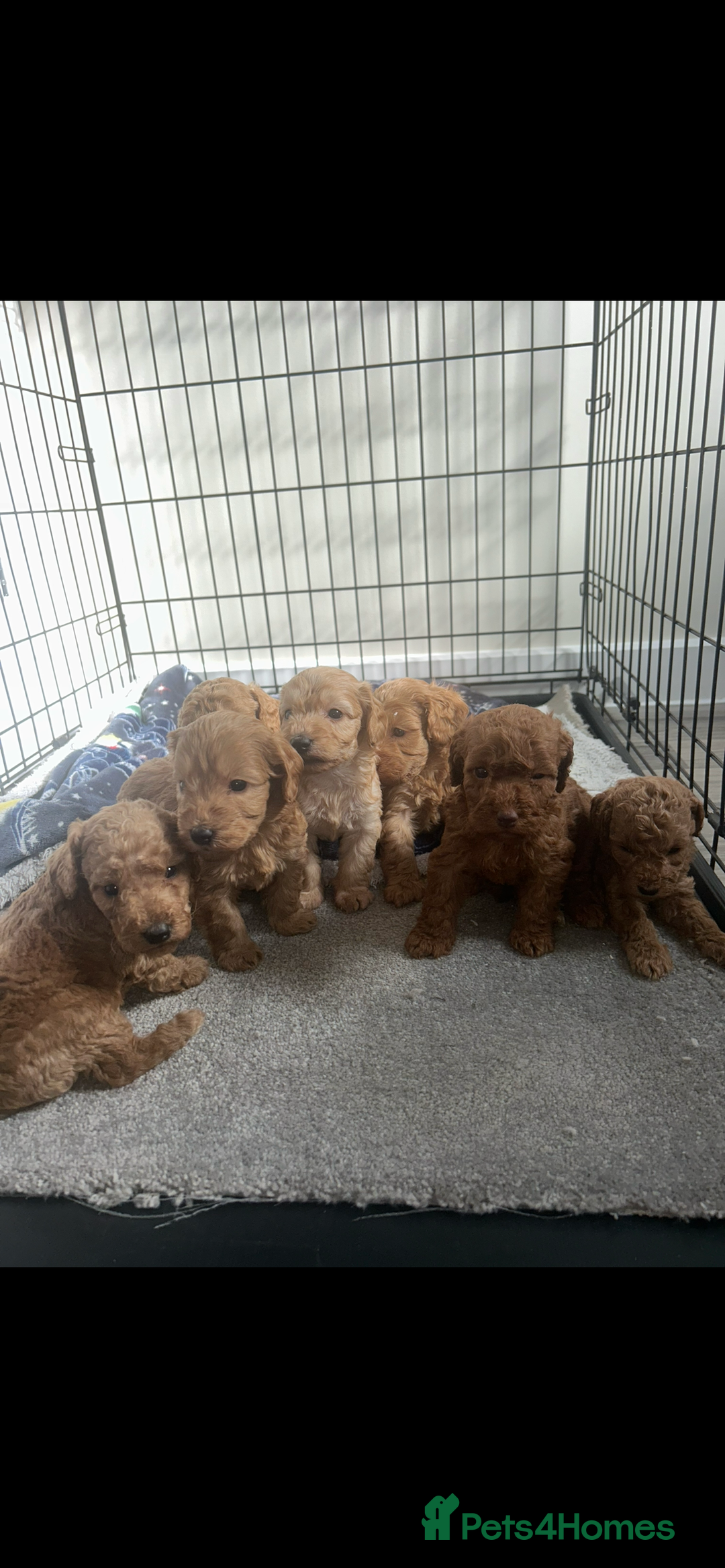 Cockapoo dogs for sale: F2 red Cockapoo puppies  - Image 3