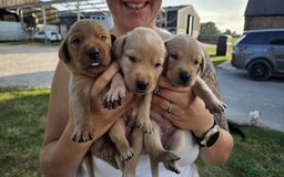 Labrador Retriever dogs for sale: KC Registered Fox Red & Yellow Labradors - Image 3