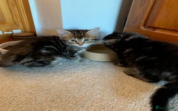 Mixed Breed cats for sale: Kittens for Sale - Image 13