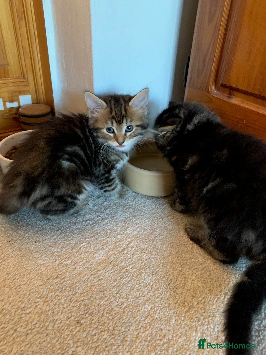 Mixed Breed cats for sale: Kittens for Sale - Image 13
