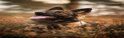German Shepherd dogs for sale: German Shepherds 5 Star Breeder  - Advert 3