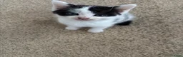 Domestic Shorthair cats for sale: Kittens - Advert 3