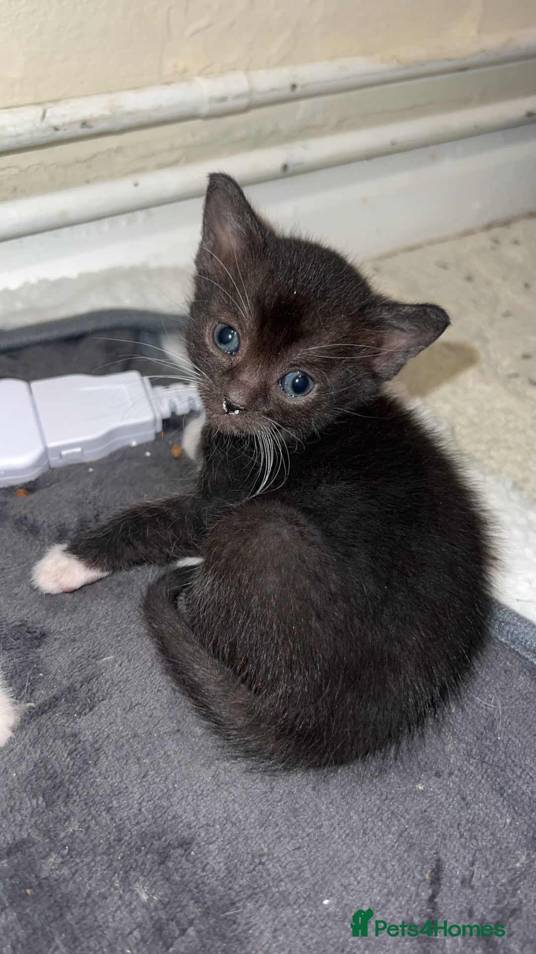 Mixed Breed cats for sale: 6 beautiful kittens  - Advert 6