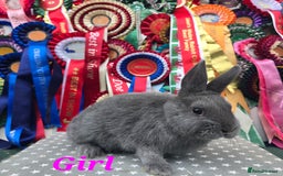 Mixed Breed rabbits for sale: Purebred Holicers - Image 3