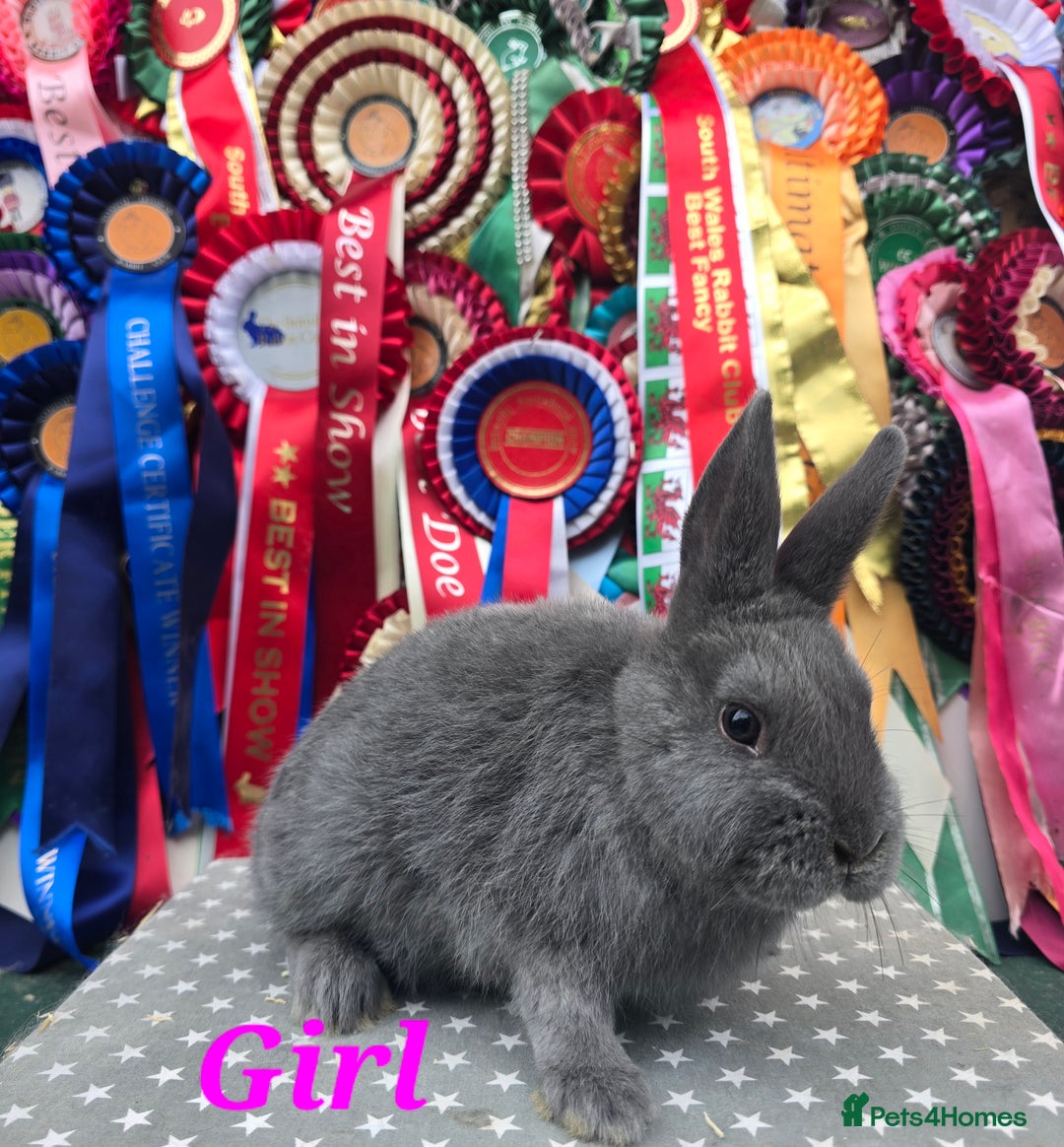Mixed Breed rabbits for sale: Purebred Holicers - Image 3