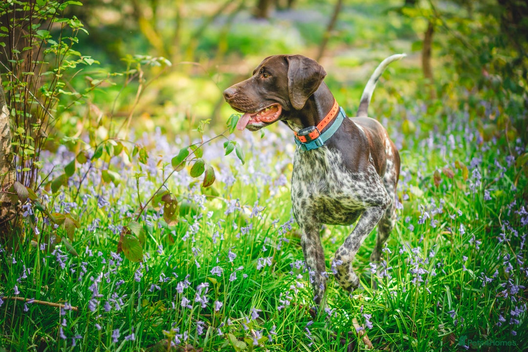 German Shorthaired Pointer dogs for stud: KC Registered German Shorthaired Pointer at Stud in Liverpool - Image 8