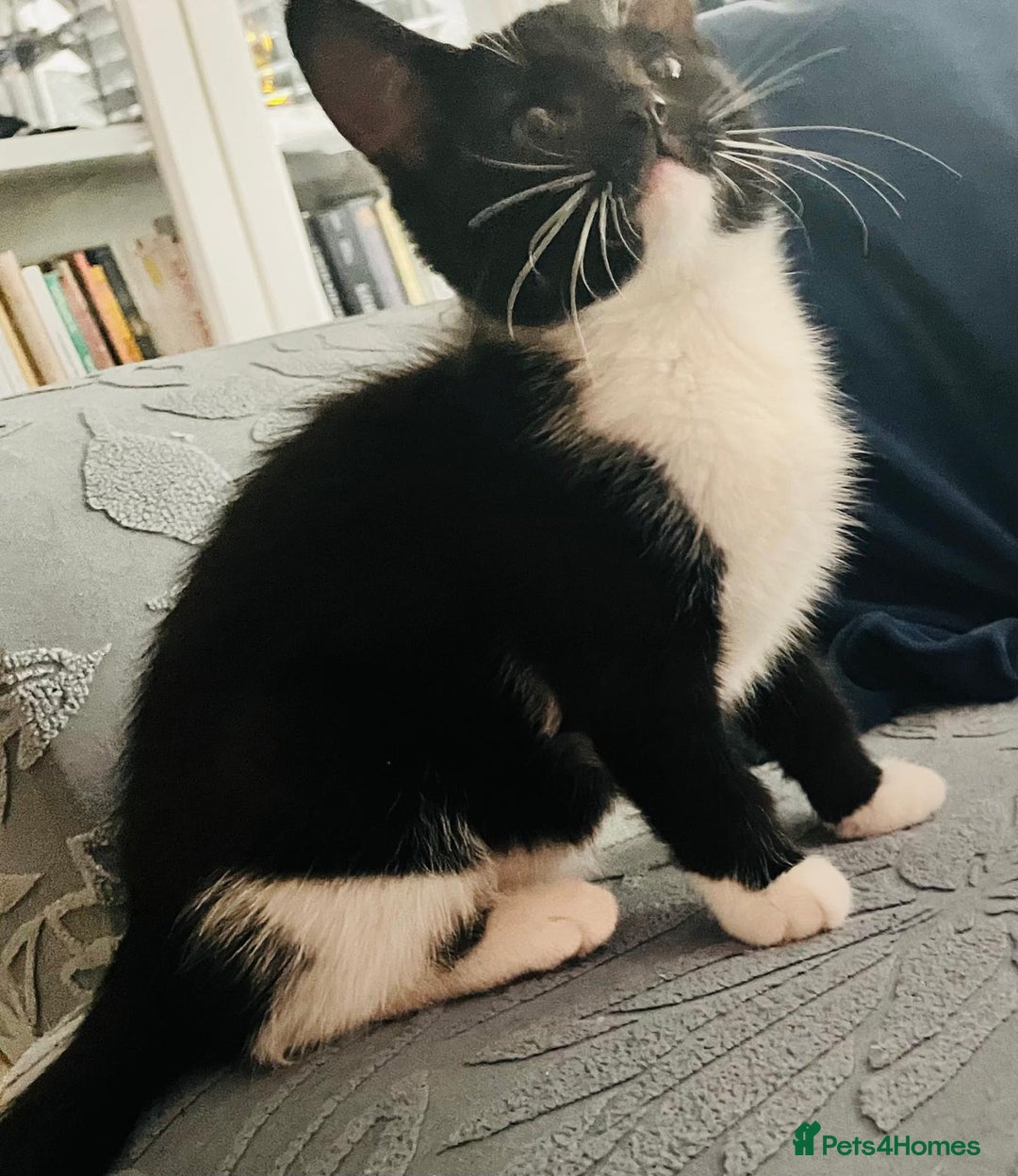 Mixed Breed cats for sale: Beautiful kitten ready to go to new home - Advert 13