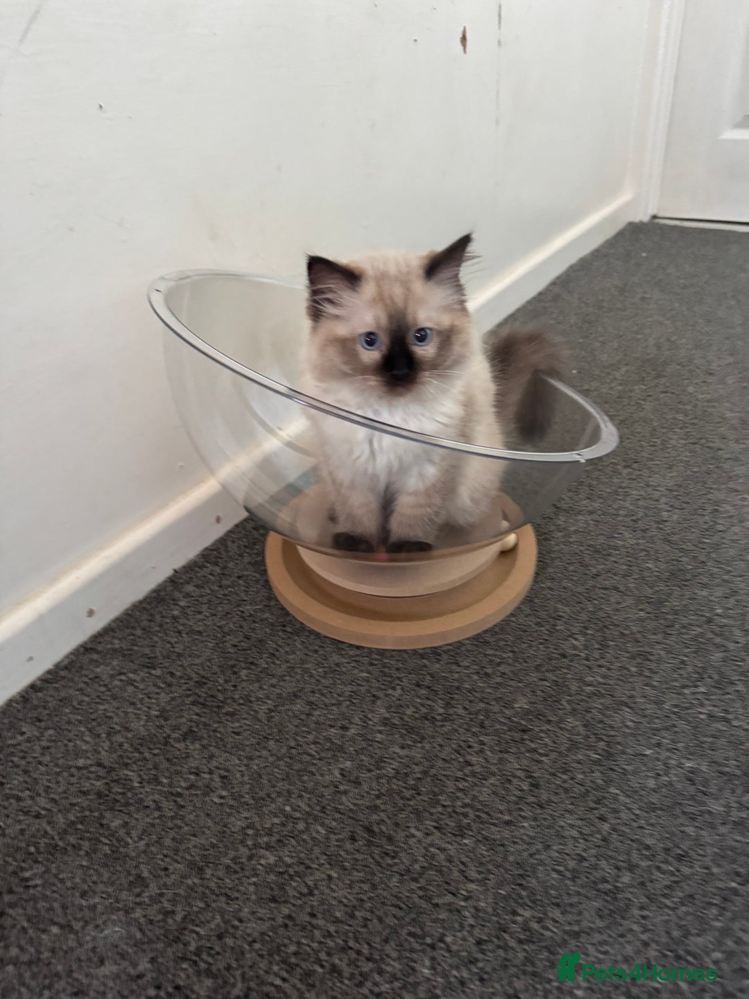 Ragdoll cats for sale: Beautiful seal point male - Image 14
