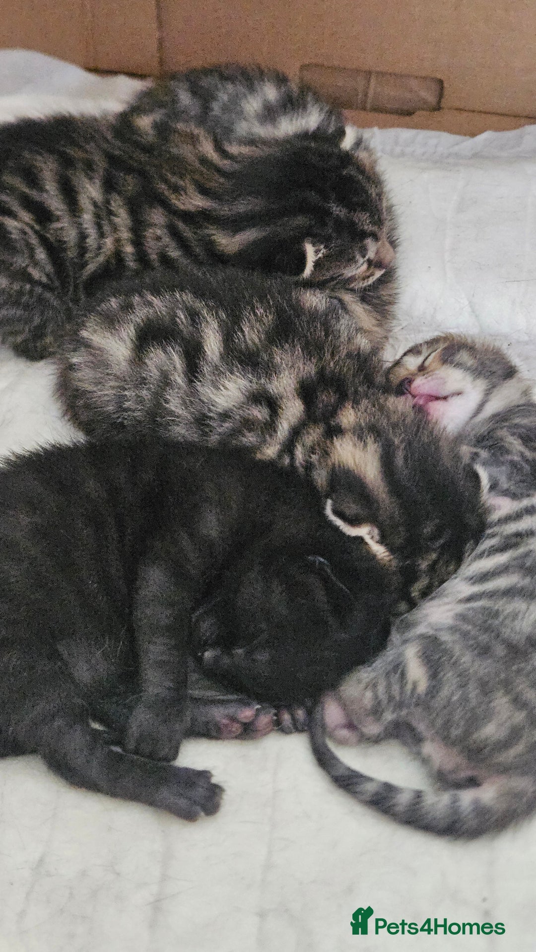 Bengal cats for sale: Mix breed Bengal + Tabby - Image 19