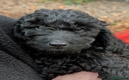 Australian Labradoodle dogs for sale: Ready Now !  Miniature Australian Labradoodles - Image 29