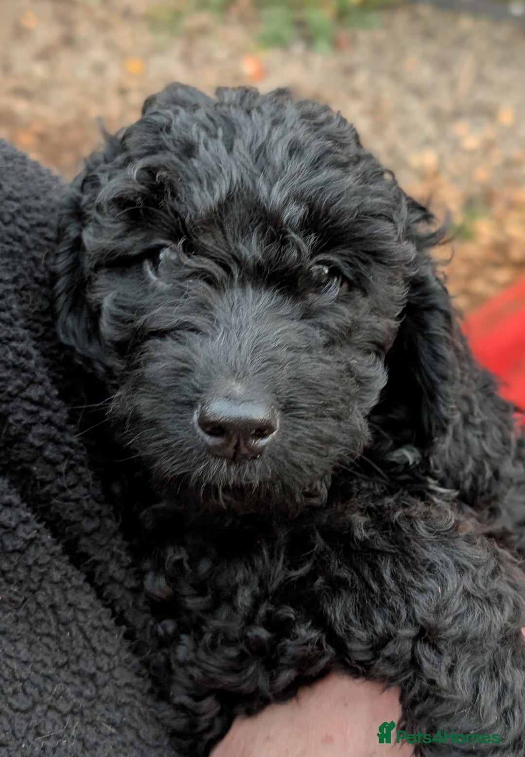 Australian Labradoodle dogs for sale: Ready Now !  Miniature Australian Labradoodles - Image 29