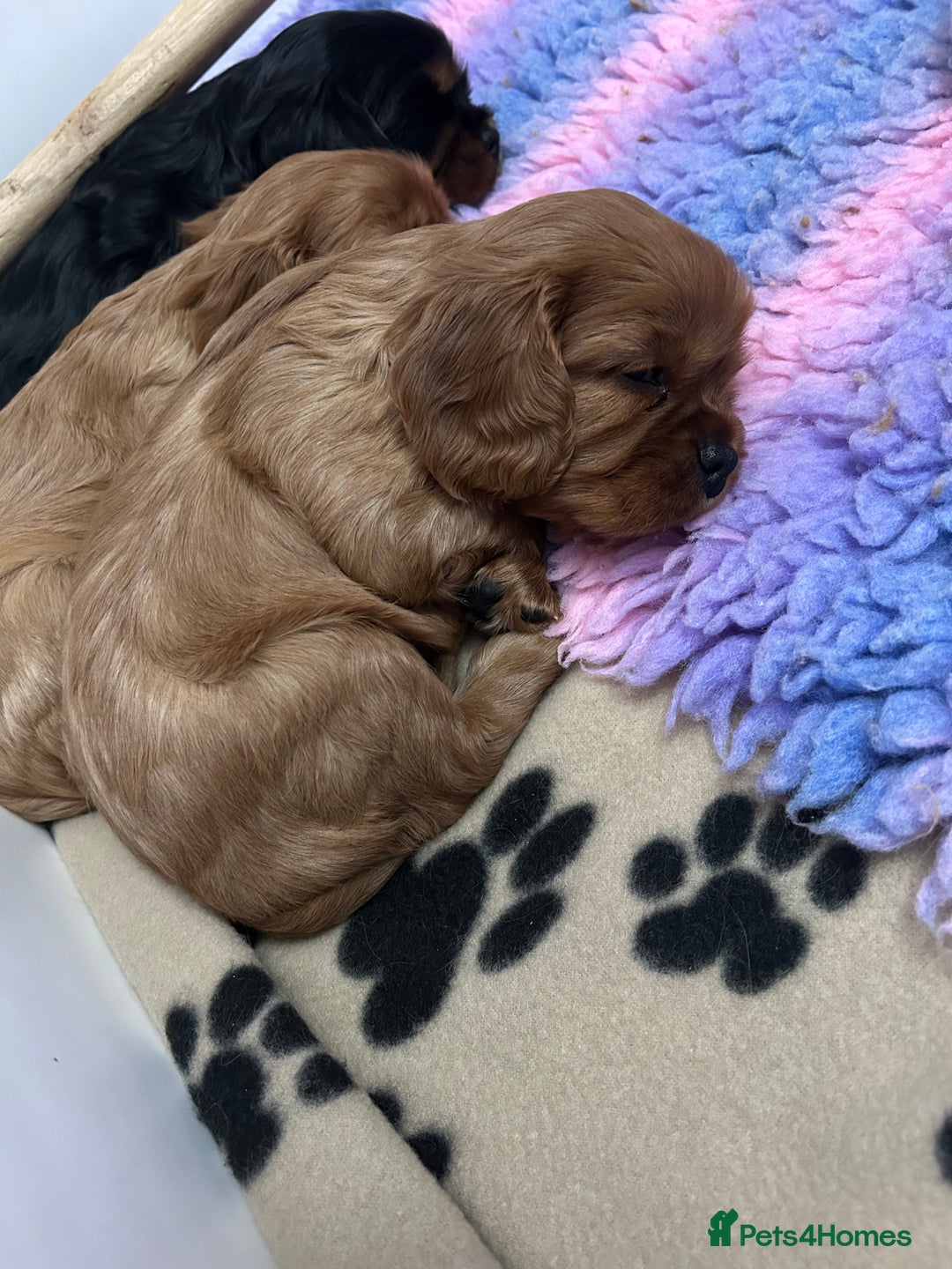 Cavalier King Charles Spaniel dogs for sale: RUBY BOY LEFT -Beautiful KC cavalier King Charles  - Advert 7