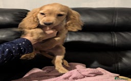 Cocker Spaniel dogs for sale: Pure bread spaniel  - Image 2