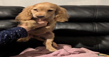 Cocker Spaniel dogs - Advert 10