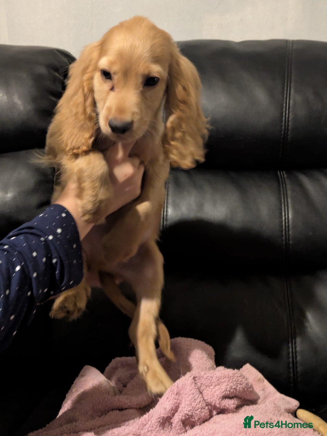 Cocker Spaniel dogs for sale: Pure bread spaniel  - Image 2