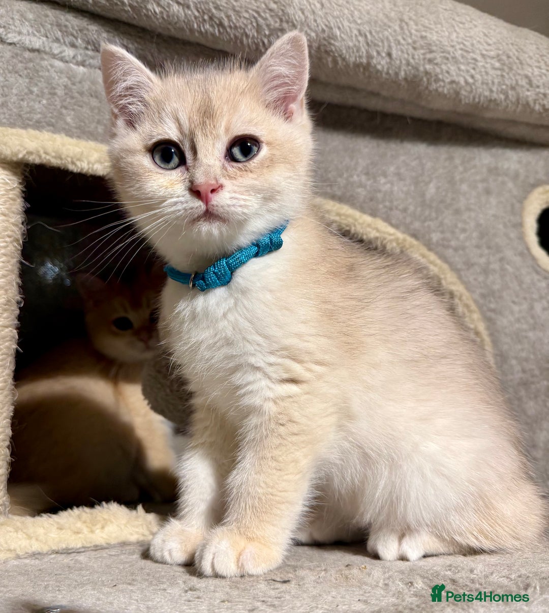 British Shorthair cats for sale: ⭐️Golden and Blue Golden Chinchilla kittens⭐️ - Advert 17