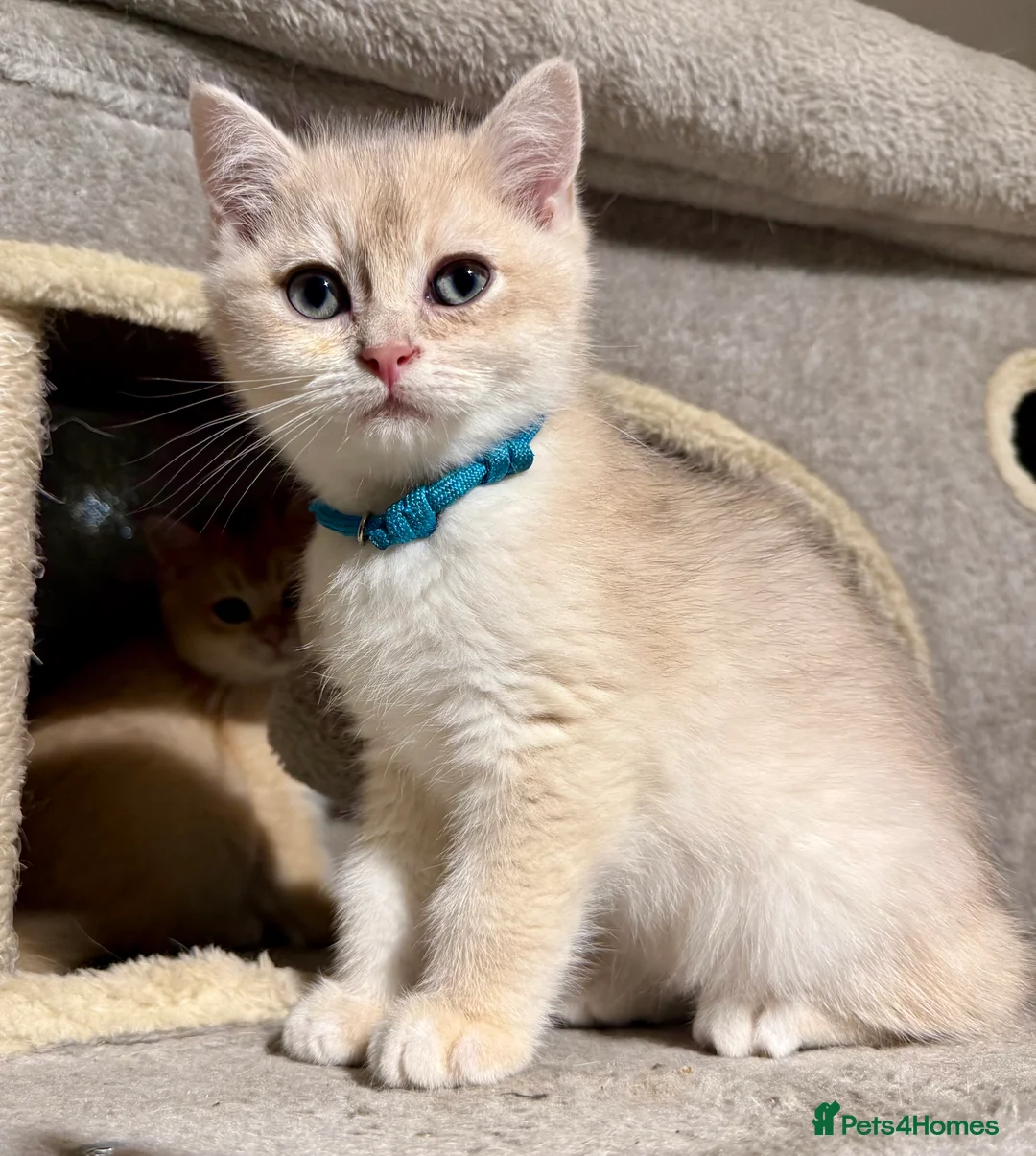 British Shorthair cats for sale: ⭐️Golden and Blue Golden Chinchilla kittens⭐️ - Advert 18