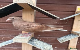 Pigeons birds for sale: Stock racing pigeon few left - Image 9