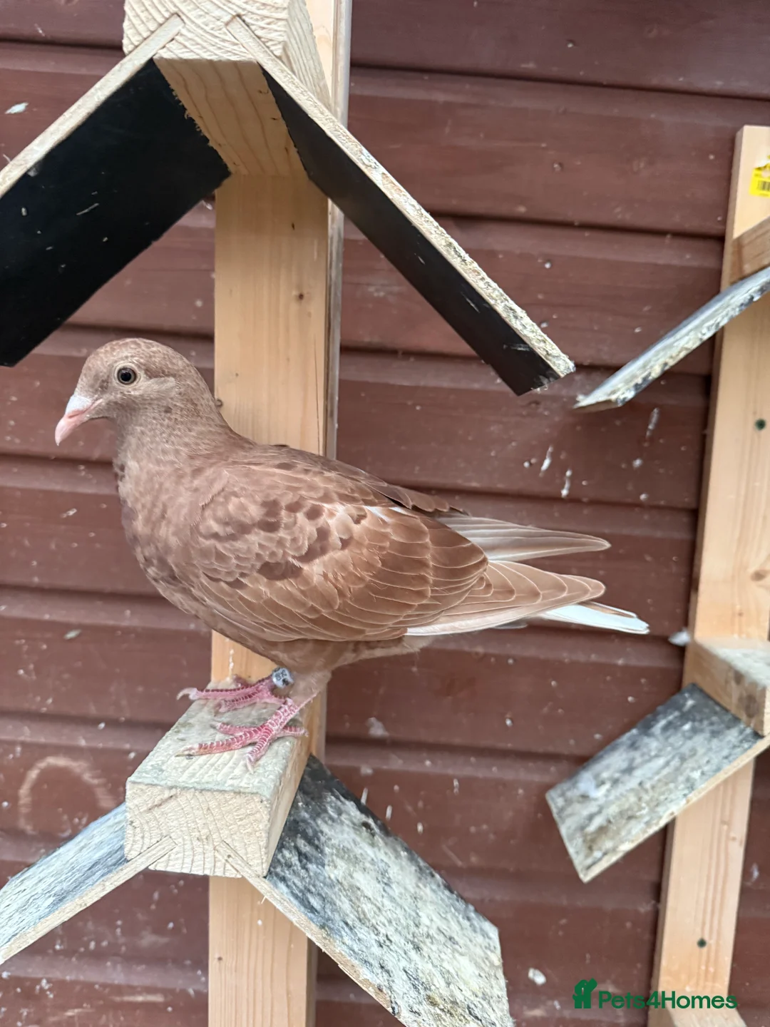 Pigeons birds for sale: Stock racing pigeon few left - Advert 14