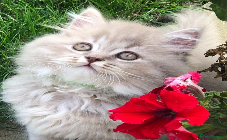 British Longhair cats - Advert 4