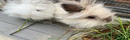 Lionhead rabbits for sale: Baby lionhead Rabbits  - Advert 11