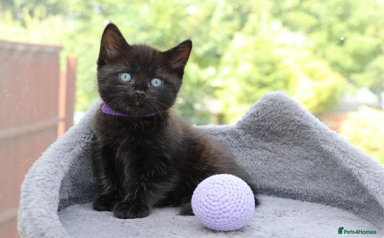 Mixed Breed cats - Advert 8