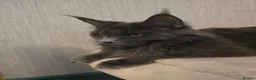 Maine Coon cats for sale: Blue & Blue Smoke Maine Coon Kittens Stunning Tica - Advert 27