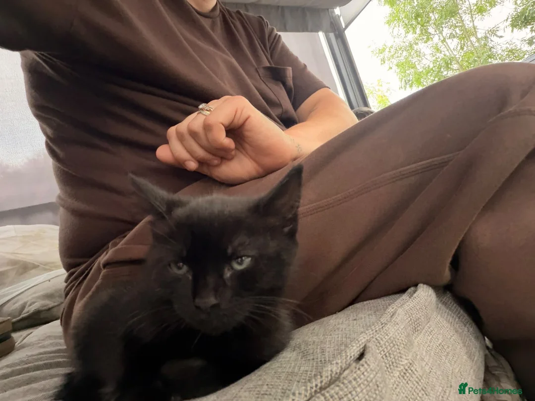 Mixed Breed cats for sale: Ready to leave girl kitten  in Northampton - Advert 5