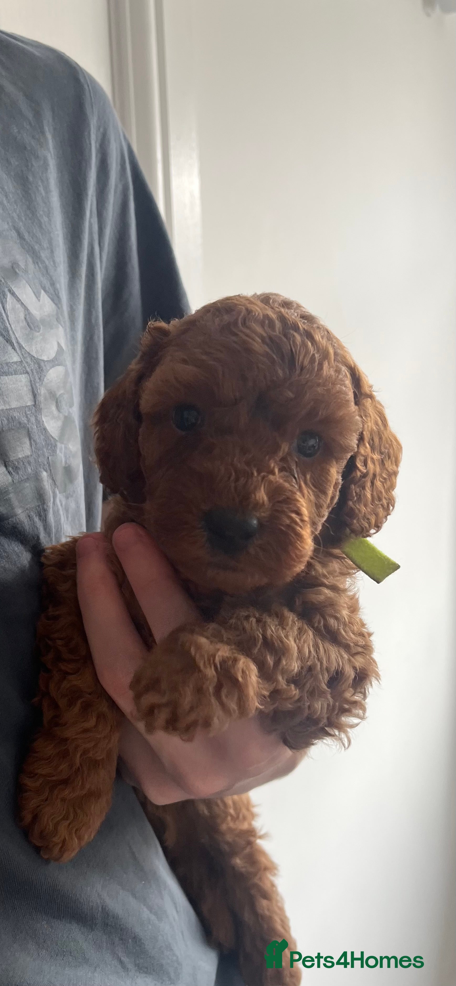 Toy Poodle dogs *****Stunning Fox Red Toy Poodle puppies***** - Advert 2