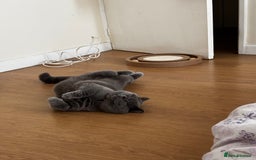 British Shorthair cats for sale: My sweetheart Mylo - Image 2
