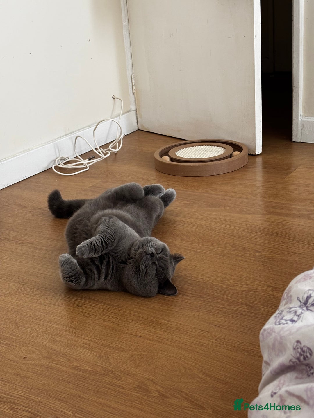 British Shorthair cats for sale: My sweetheart Mylo - Image 2